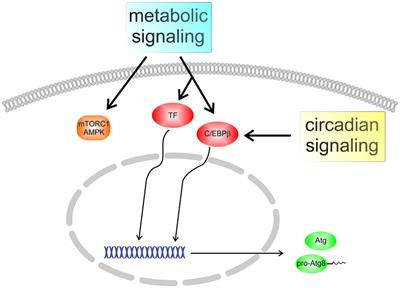 The Atg8 Family of Proteins—Modulating Shape and Functionality of Autophagic Membranes